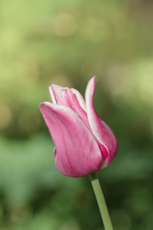 Tulip - Ballade