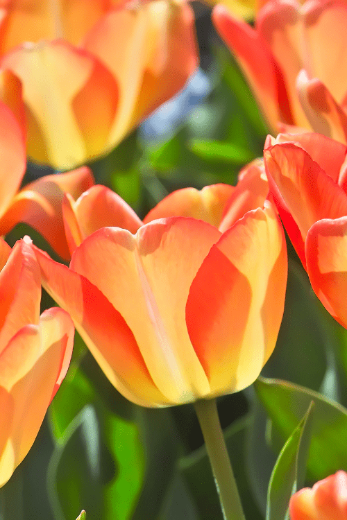 Tulip - American Dream