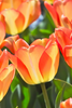 Load image into Gallery viewer, Close-up of a vibrant red and white Darwin Hybrid American Dream tulip in full bloom