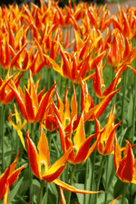 Tulip - Fly Away