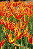 Group of elegant looking yellow-red lily flowering tulips, called Fly away.