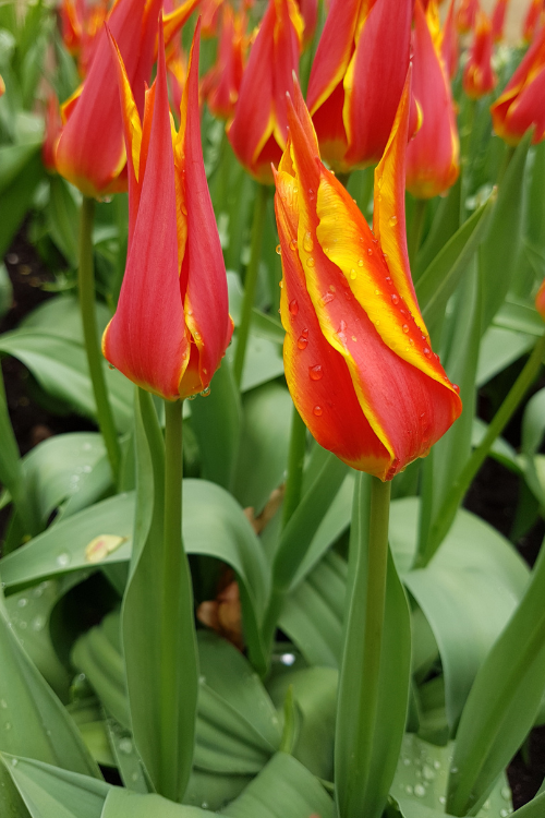 A beautiful lily flowering tulip, called fly away. Red and yellow petals.