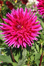 Dahlia - Purple Gem