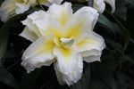 Lily - Ludwina