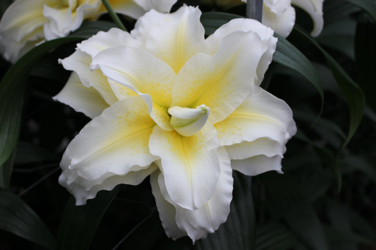 Lily - Ludwina