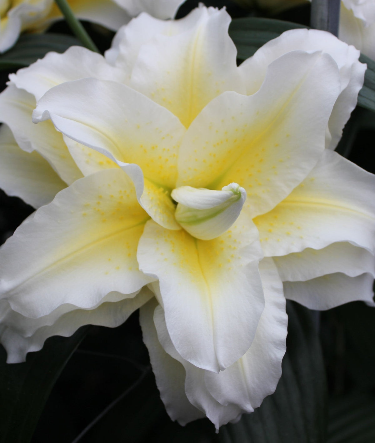 Lily - Ludwina