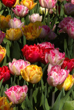 Tulip - Mixed Foxtrot
