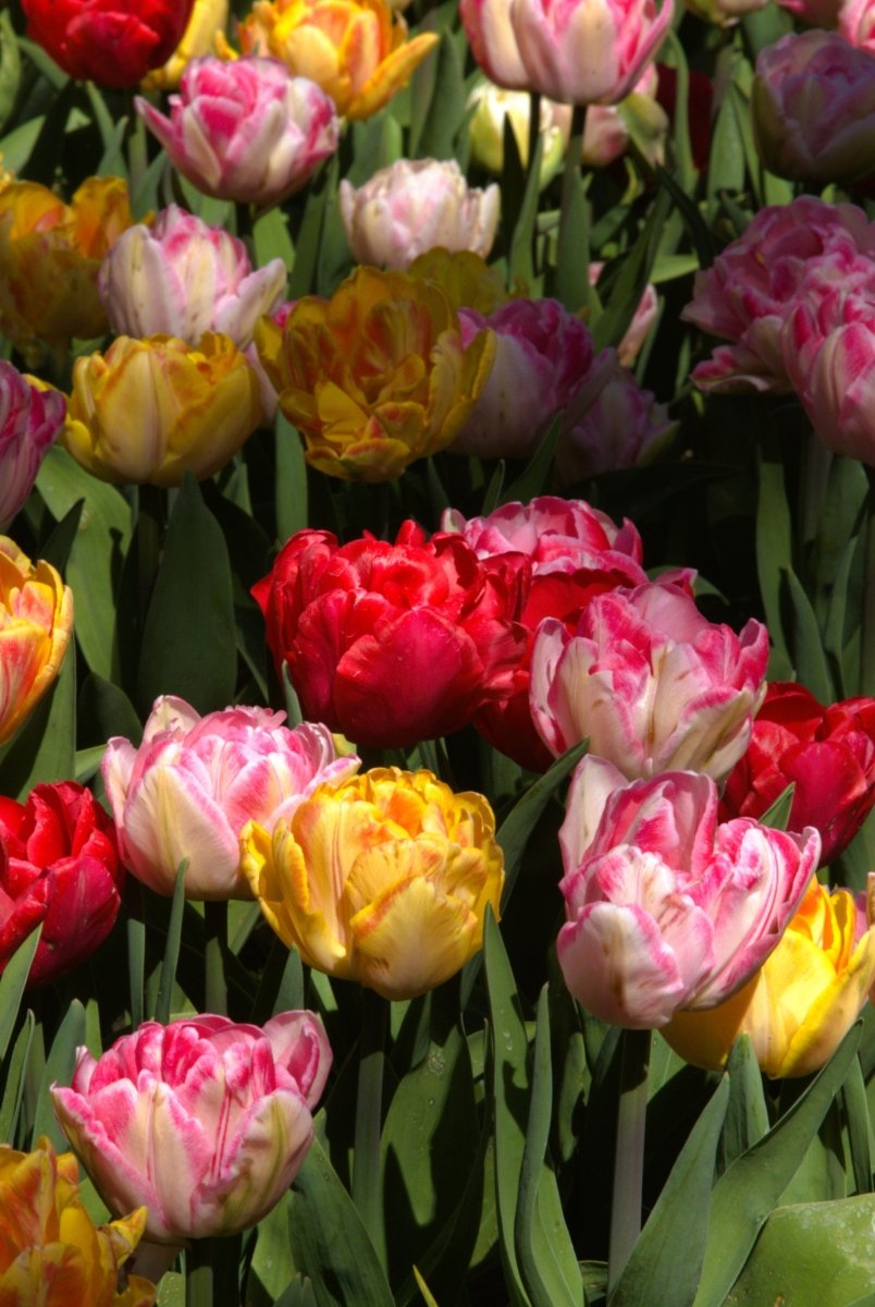 Tulip - Mixed Foxtrot