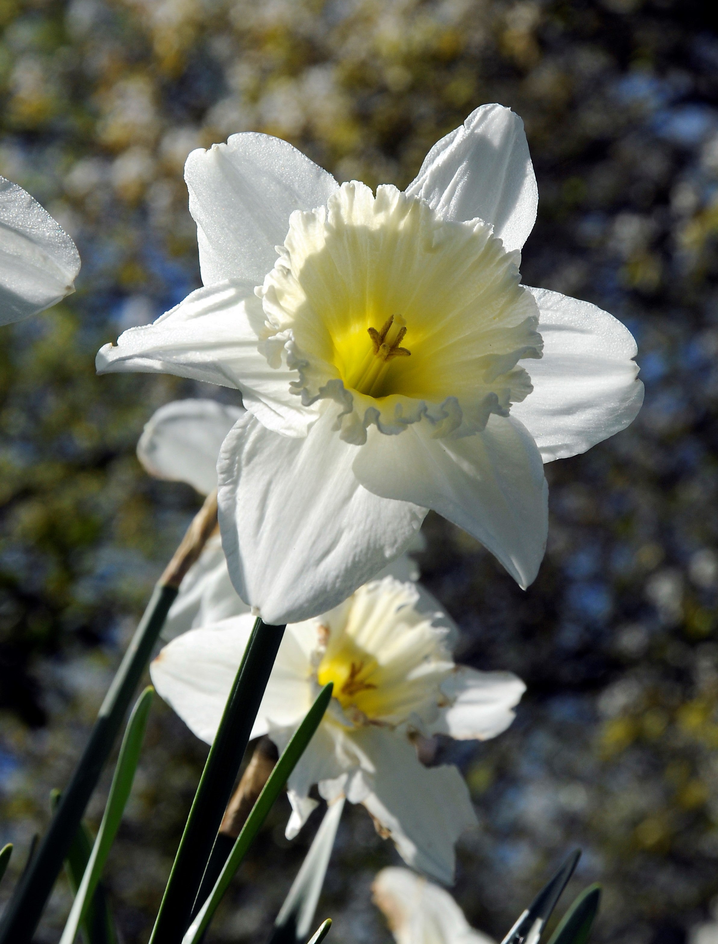 Close-up of Mount Hood Daffodil with white petals and yellow cup.