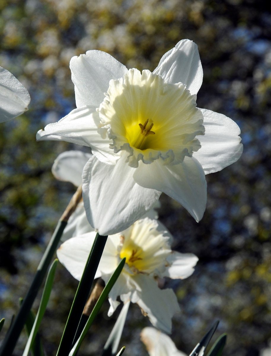 Daffodil - Mount Hood