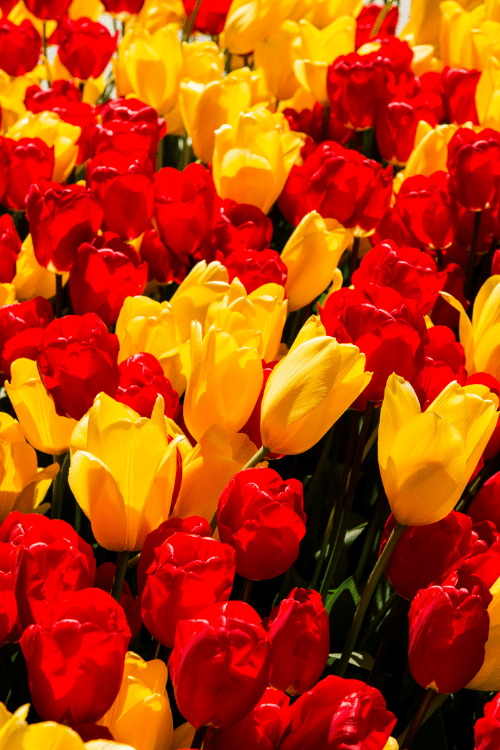 Tulip - Strong Mixed Special