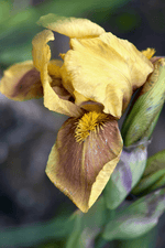 Iris Siberica - Ginger Twist