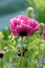 Papaver Orientale - Bolero