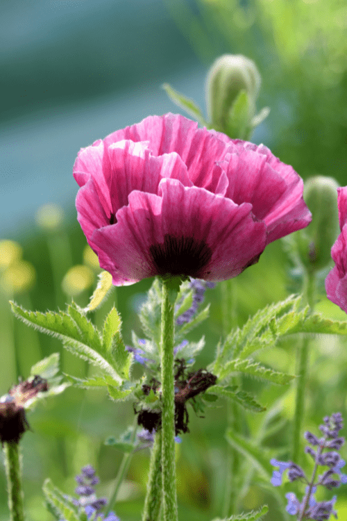 Papaver Orientale - Bolero