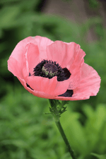 Papaver Orientale - Paradiso