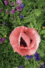 Papaver Orientale - Mrs Perry