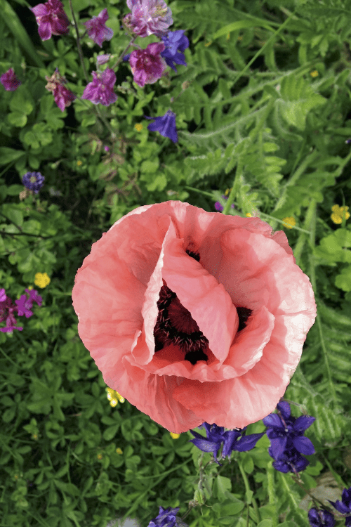 Papaver Orientale - Mrs Perry