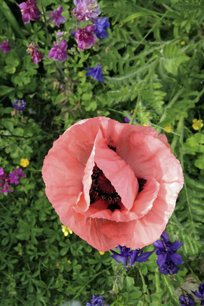 Poppies (Papaver) - add beauty and charm to your garden!