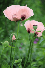 Papaver Orientale - Mrs Perry