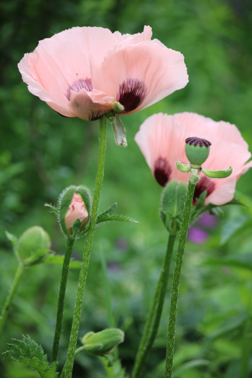 Vibrant Paradiso Oriental Poppy brings pastel colors to the garden.