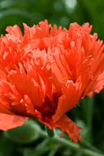 Papaver Orientale - Flamenco