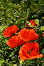 Papaver Orientale - Flamenco