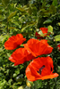 Load image into Gallery viewer, Exquisite Flamenco Poppy, a red dance of beauty in the garden
