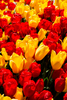 Group of Triump tulips strong special mixed, with red and yellow colors