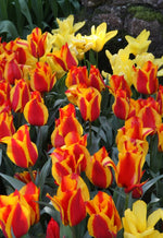 Tulip - United States