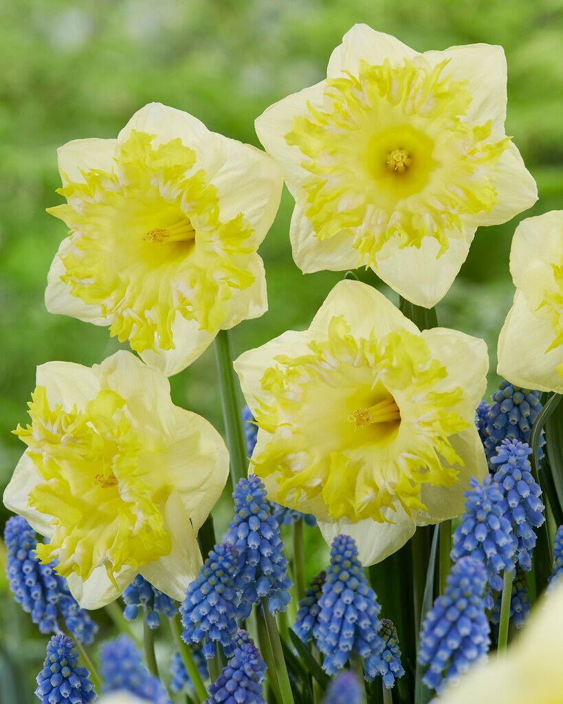 Daffodil - Snowtip