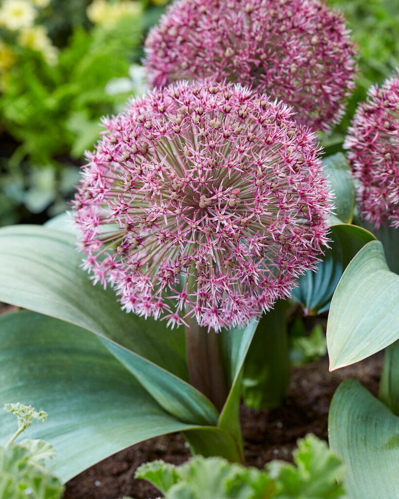 Allium - Red Giant