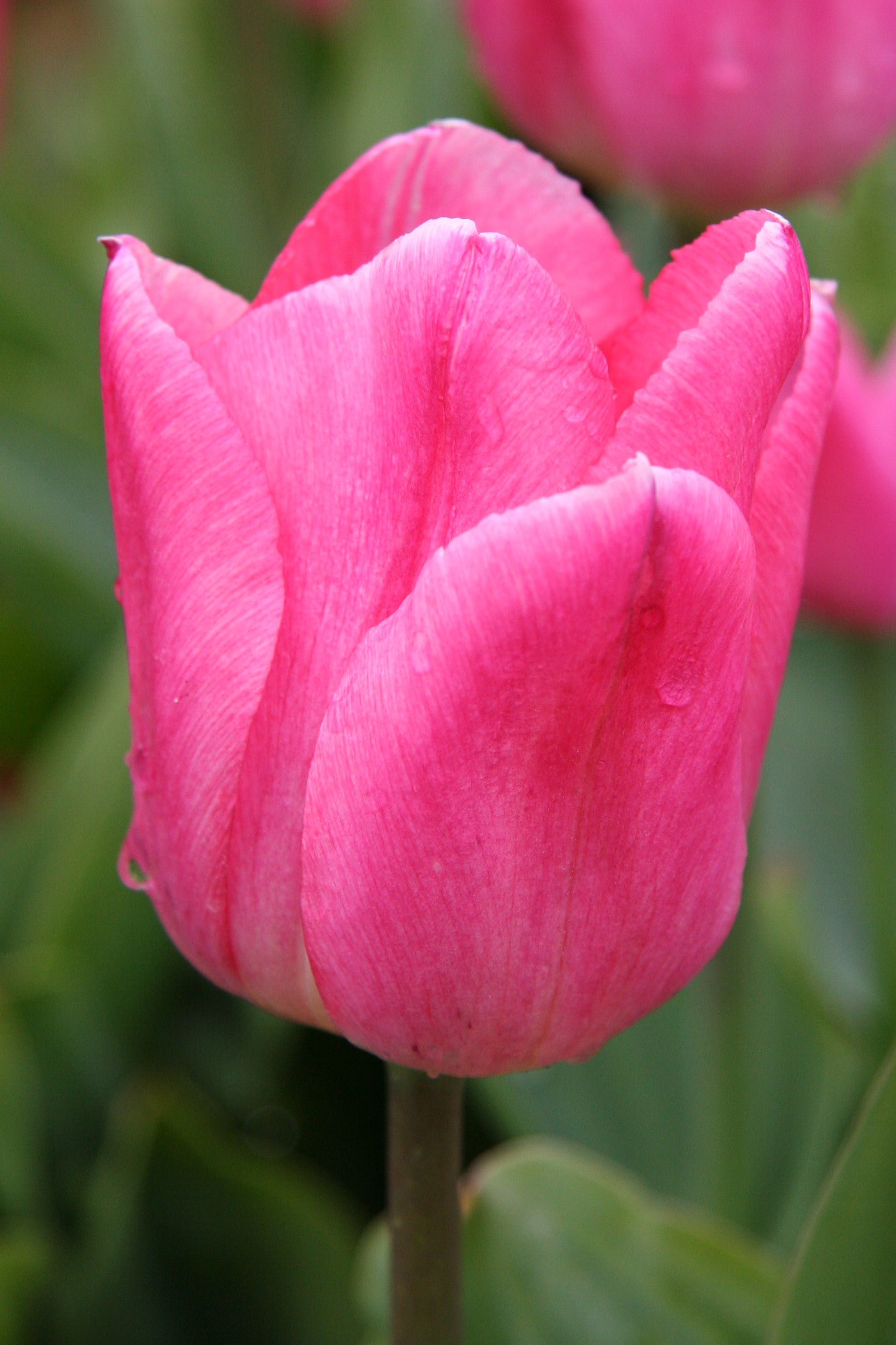 Single early tulip Christmas dream hot pink on tall green stem