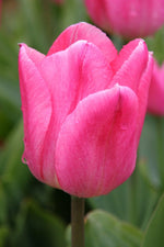 Tulip - Christmas Dream