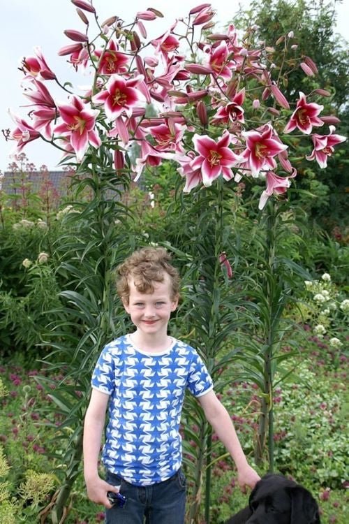 Lily - Friso