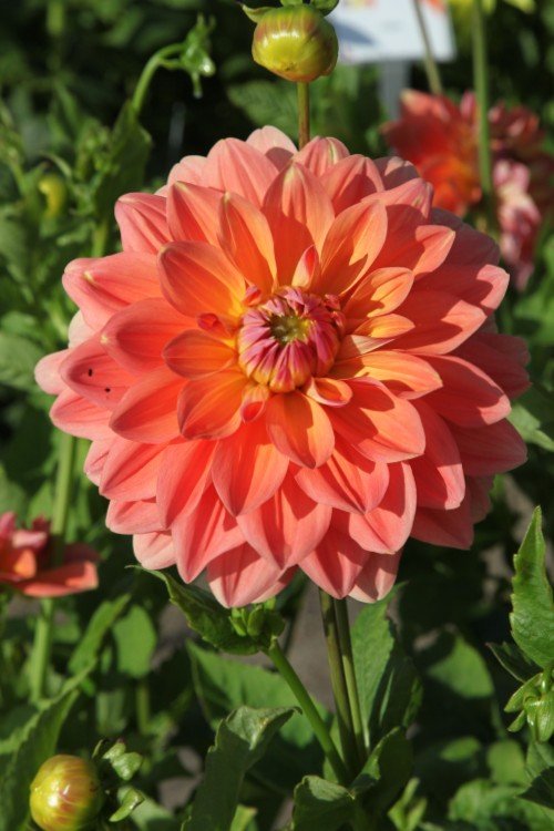 Dahlia - Ace Summer Sunset