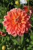 Dinnerplate Dahlia Ace Summer Sunset