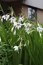 Acidanthera - Acidanthera Gladiolus Murielae