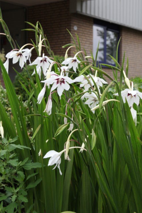 Acidanthera - Acidanthera Gladiolus Murielae