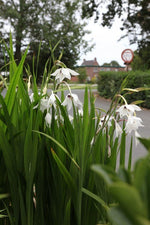Acidanthera - Acidanthera Gladiolus Murielae