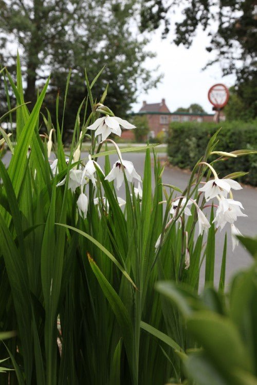 Acidanthera - Acidanthera Gladiolus Murielae