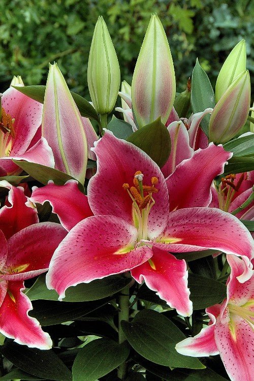 Lily - After Eight