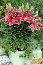 Lily - After Eight