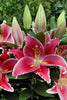 Load image into Gallery viewer, Oriental Lilium After Eight