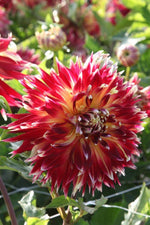 Dahlia - Akita