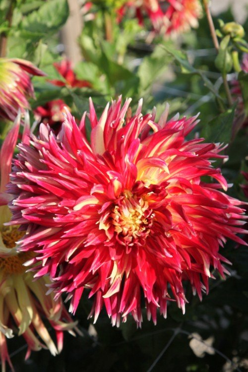 Dahlia - Akita