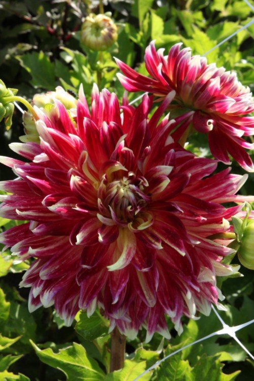 Dahlia - Akita
