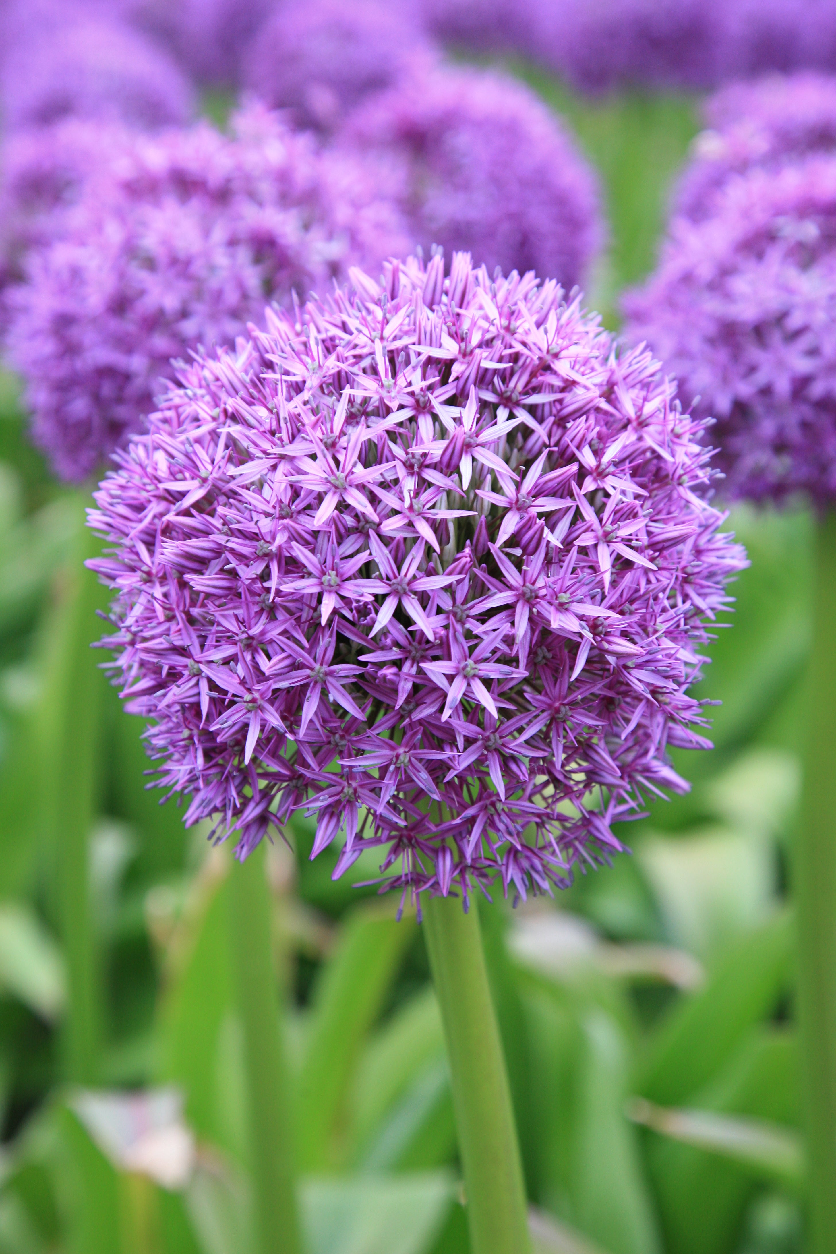 Close-up of purple Globemaster allium flower in full bloom with green background