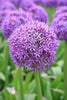 Close-up of purple Globemaster allium flower in full bloom with green background