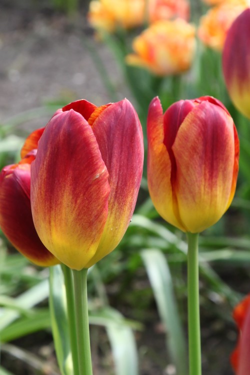 Darwin Hybrid Tulip Amberglow Yellow with dark red color and green stems