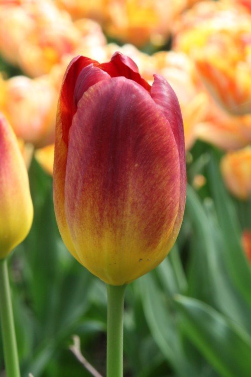 Tulip - Amberglow